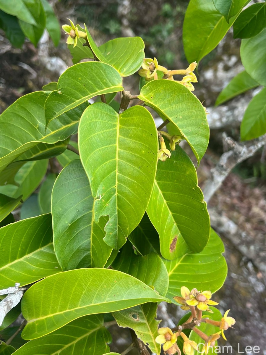 Stemonoporus gardneri Thwaites